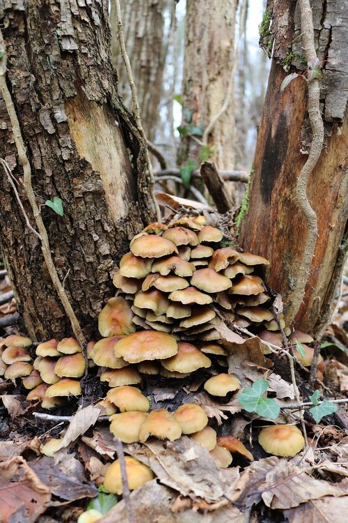 fungi  mushrooms  forest