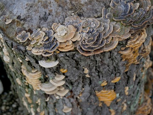 fungi  nature  biology