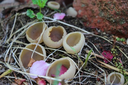fungi  mushroom  fungus