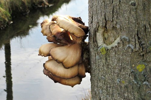 fungi  agaric  tree
