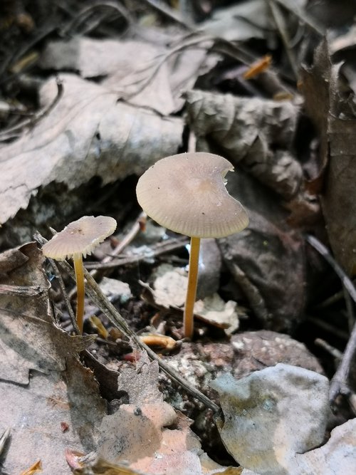 fungi  forest  mushroom