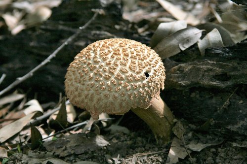 fungi  fungus  mushroom