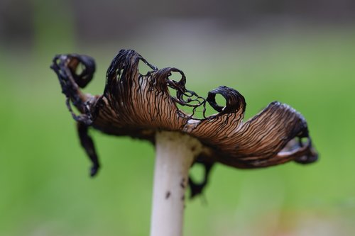 fungi  mushroom  ink cap