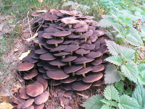 fungi garden autumn