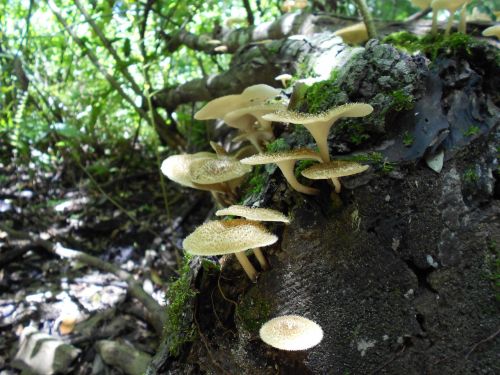 fungi mushrooms forest floor