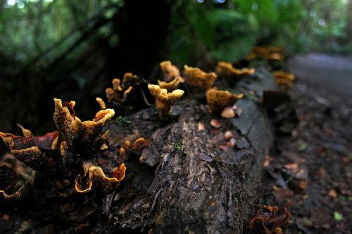 fungi rotting decay