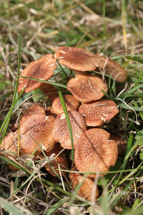 fungi mushrooms plants