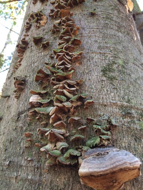fungus trees nature