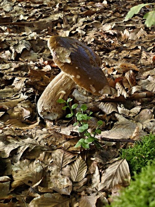 fungus boletus oak