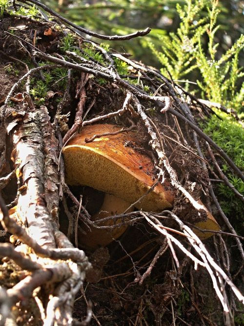 fungus mushrooms autumn