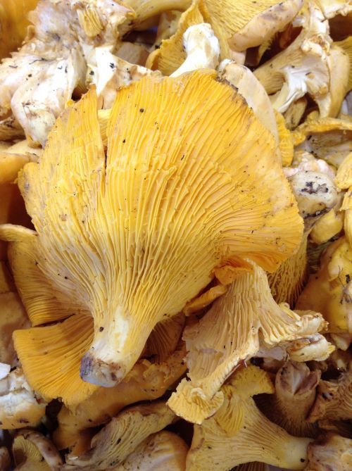 fungus chanterelle market