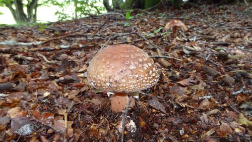 fungus wood plants