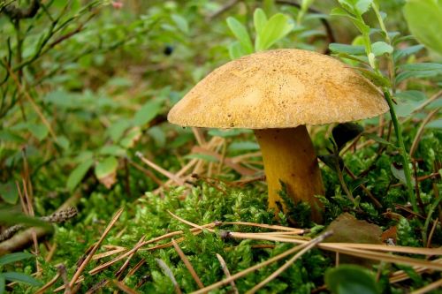 fungus litter forest