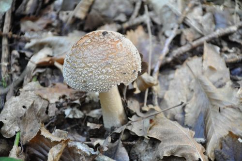 fungus poisonous mushroom forest