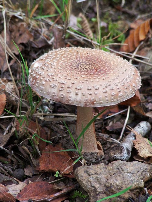 fungus fall forest mushrooms