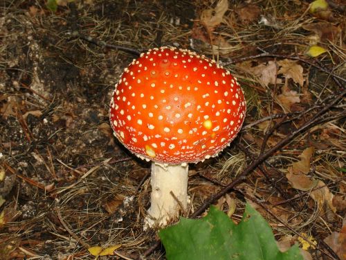 fungus nature autumn