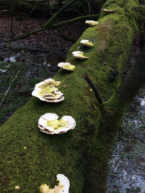 fungus mushrooms nature
