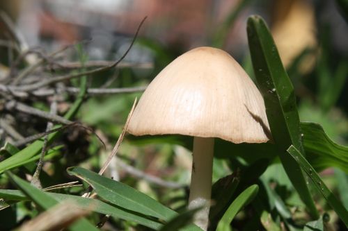 fungus miniature nature