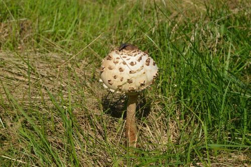 fungus grass summer