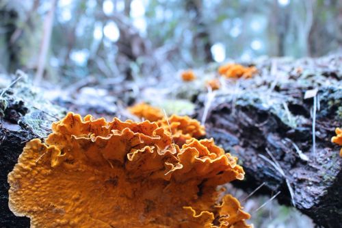 fungus log forest