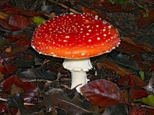 fungus mushrooms nature