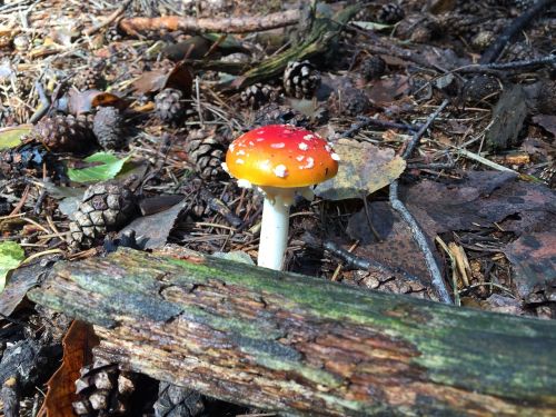 fungus amanita forest