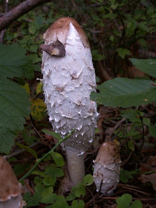 fungus baking nature