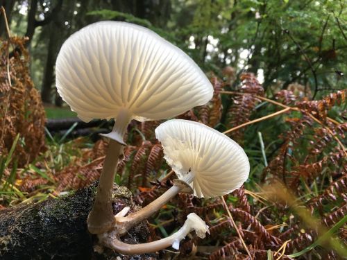 fungus mushroom forest