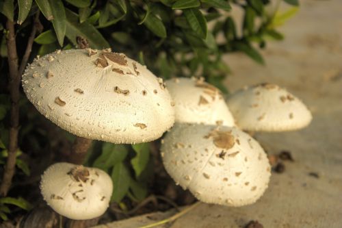 fungus nature mushroom