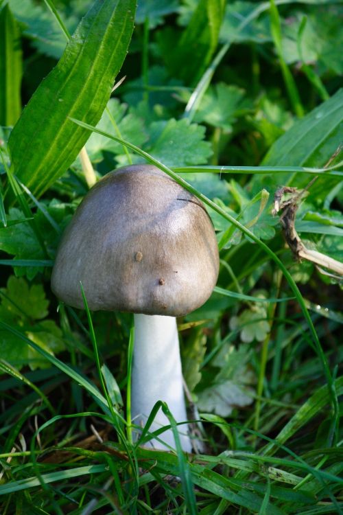 fungus nature forest