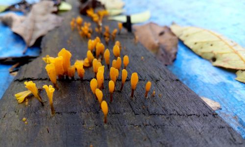 fungus like a flower rain