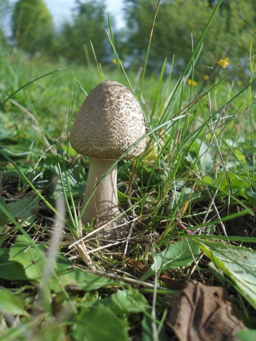 fungus forest parasol mushroom