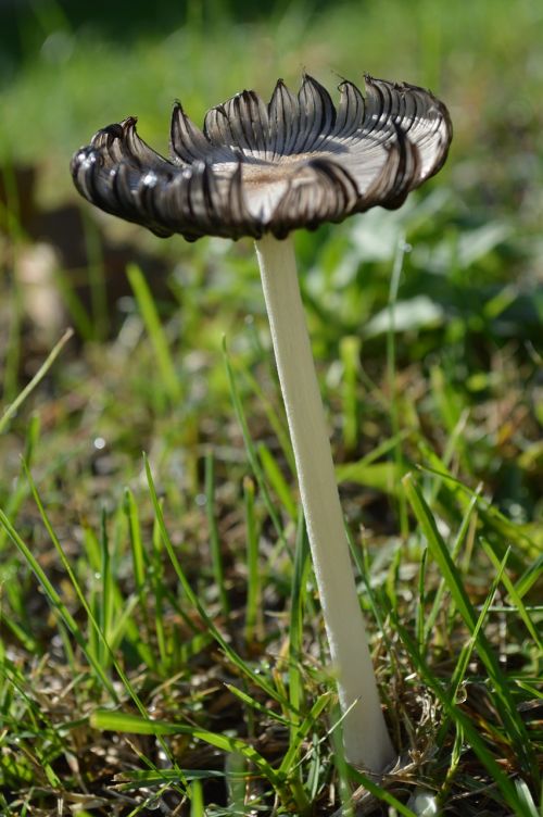 fungus nature fall