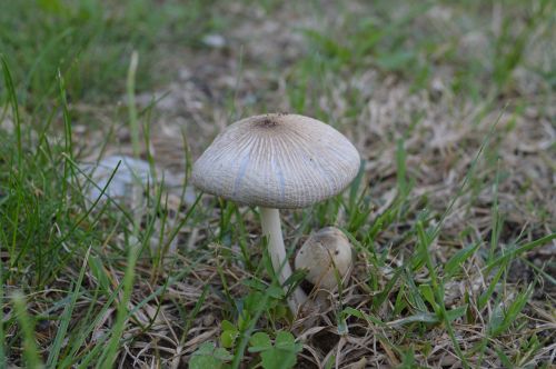 fungus prairie nature