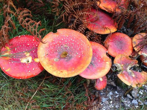 fungus outdoors nature