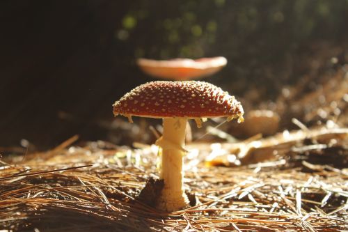 fungus forest mushroom