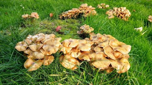 fungus mushrooms garden