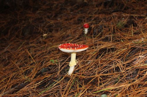 fungus forest mushroom