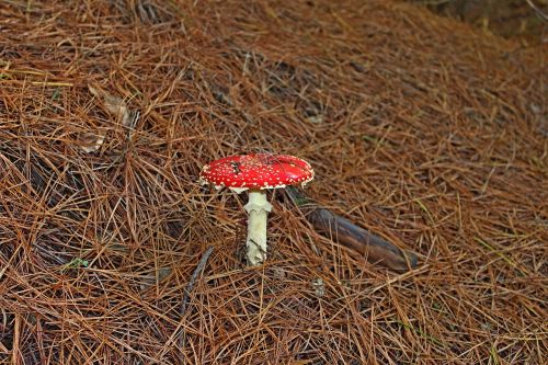 fungus forest mushroom