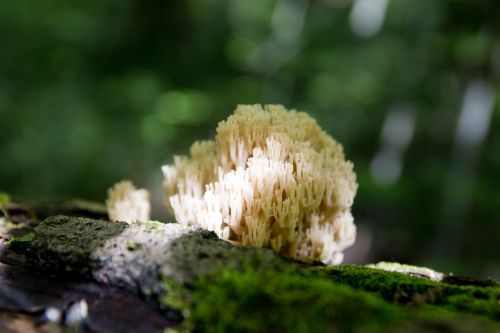 fungus forest hair