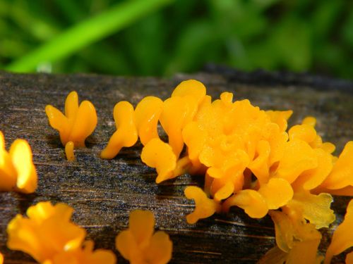 fungus wood wet