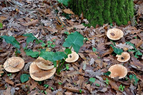 fungus forest nature