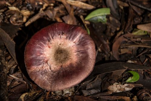 fungus brown mushroom