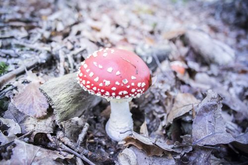 fungus red mushroom white