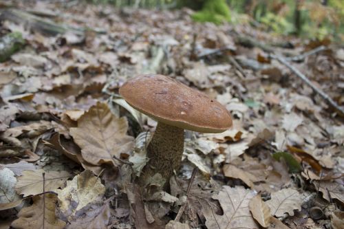 fungus red mushroom white
