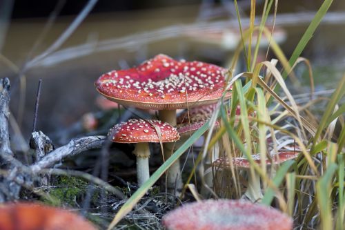 fungus toadstool red