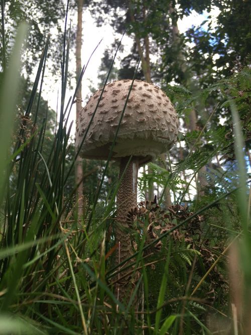 fungus fungi mushroom