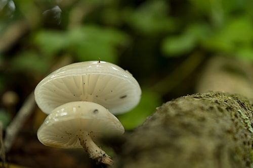 fungus boletus mushrooms