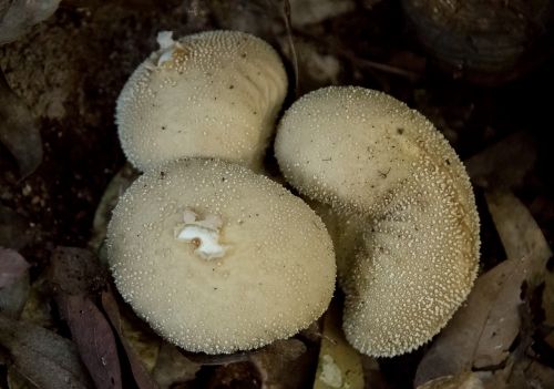 fungus cream brown