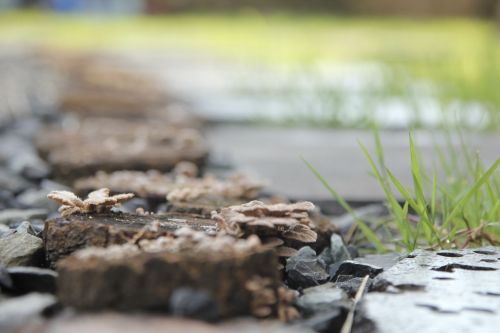 fungus grass wood chips